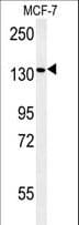 PEX1 Antibody (aa599-628)