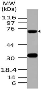 Monoclonal Mouse anti-Human ATF6 Antibody (clone ABM1A40, aa1-400, WB)