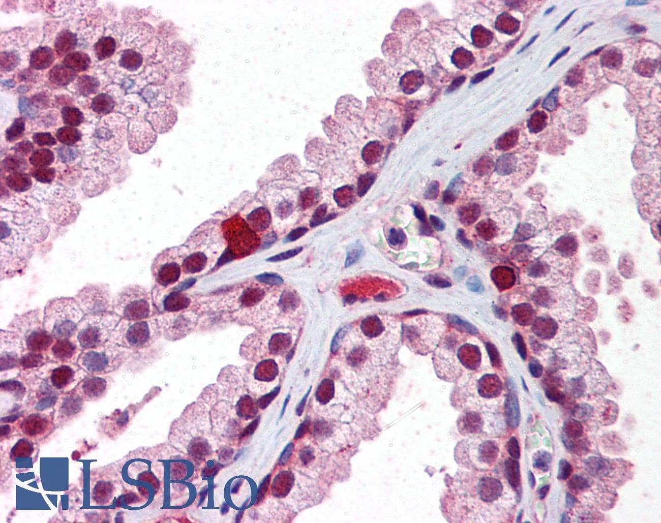 RXRB Antibody (aa74-123)