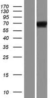 URI1 / NNX3 Protein (Over-Expression Lysate Myc-DDK (Flag))