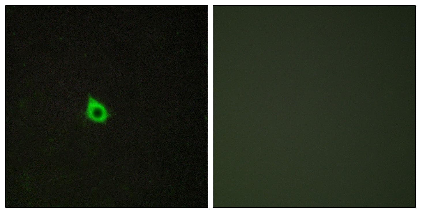 RECK Antibody