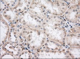 PDE4A / PDE4 Antibody (clone OTI1F5)