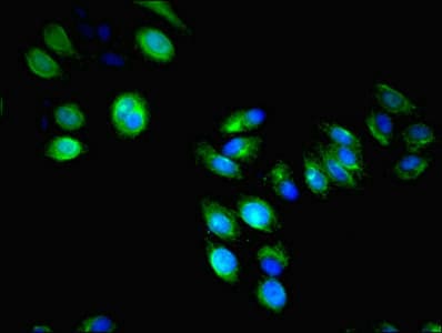 LILRA4 / ILT7 Antibody