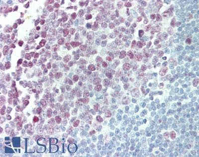 IHC-plus™ PCNA Antibody