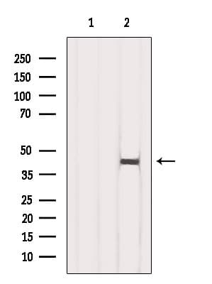 IDH3A Antibody