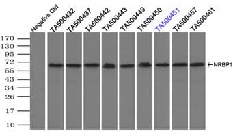 Monoclonal Mouse anti-Human NRBP1 / NRBP Antibody (clone OTI7E2, IHC, WB)
