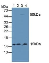 NFKBID / IkappaBNS Antibody (aa46-285)