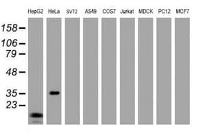 Monoclonal Mouse anti-Human JUN / c-Jun Antibody (clone OTI2E11, WB)
