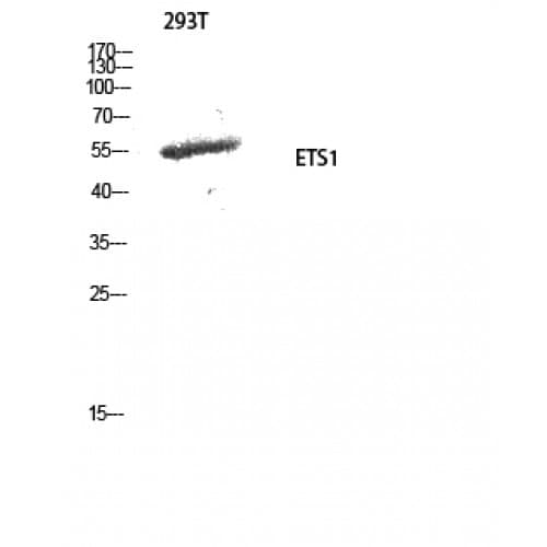 ETS1 / ETS-1 Antibody (30-110 aa)