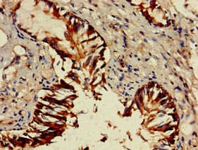 GZMM / Granzyme M Antibody