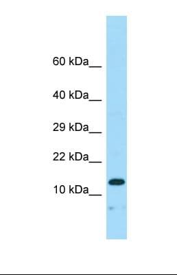 NENF / Neudesin Antibody (aa38-87)