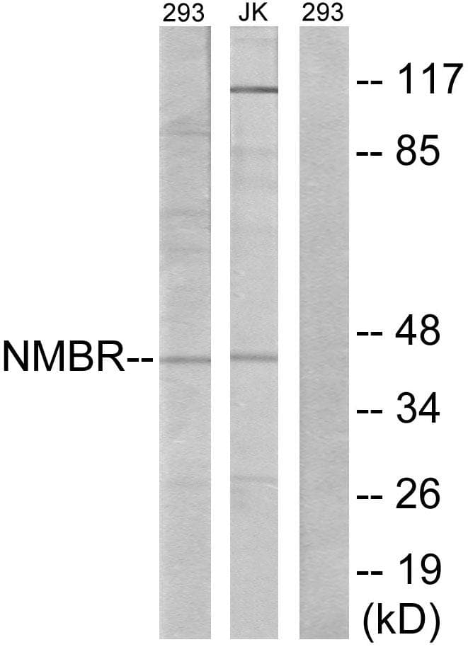 NMBR Antibody