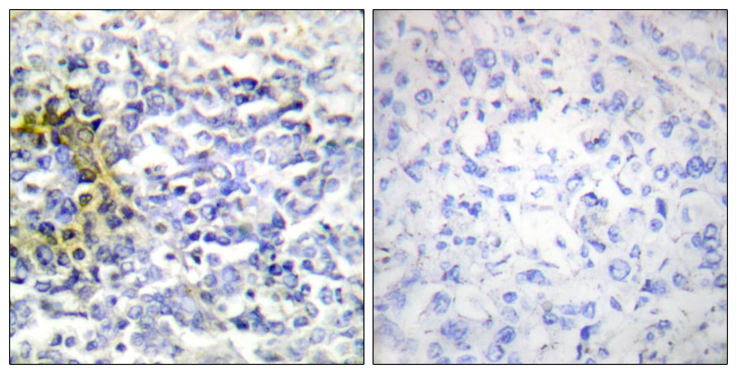 FXR2 Antibody (aa551-600)