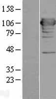MICAL1 / MICAL Protein (Over-Expression Lysate Myc-DDK (Flag))