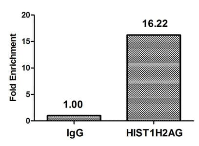 HIST1H2AI Antibody