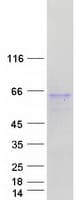 Human FAM90A5 Protein (Recombinant Myc-DDK (Flag))