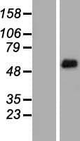 FRS2 Protein (Over-Expression Lysate Myc-DDK (Flag))