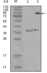 EPHA3 / EPH Receptor A3 Antibody (clone 6C1B6)