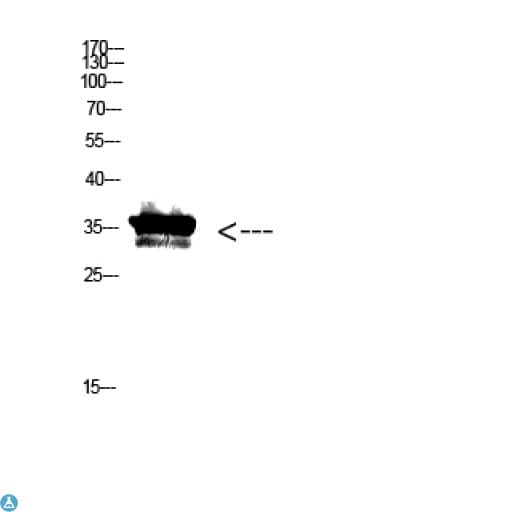 Polyclonal Rabbit Anti Pan- myristoylation Antibody Antibody (WB)