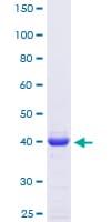 Human ARP5 / ANGPTL6 Protein (Recombinant GST, N-terminus)