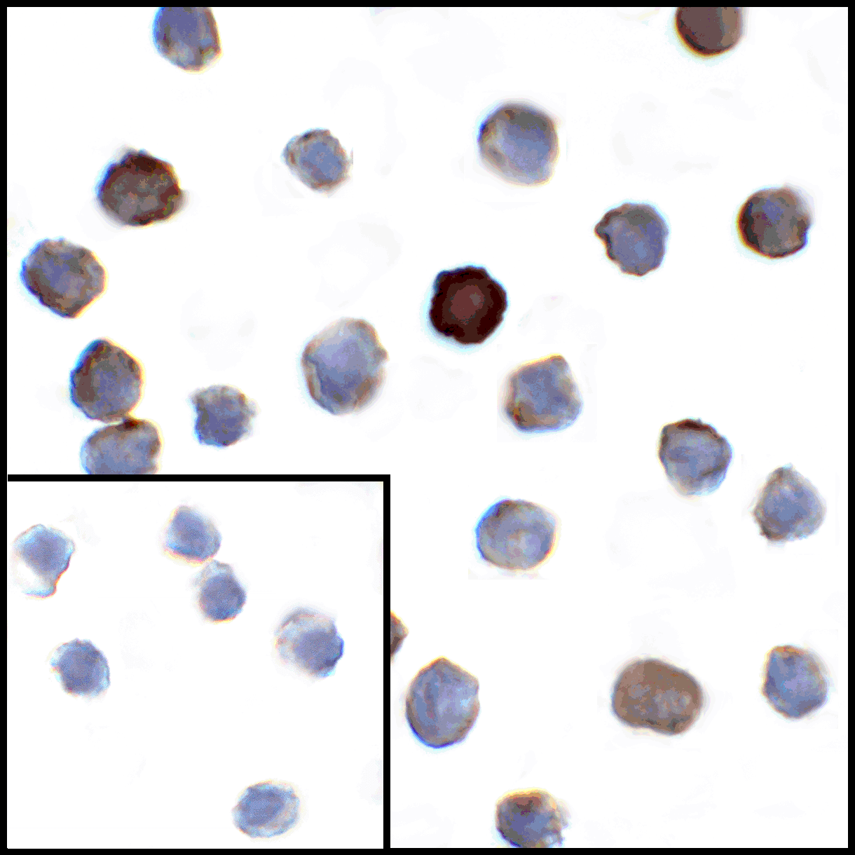 IHC-plus™ Monoclonal Mouse anti-Human VSIR / GI24 / VISTA Antibody (clone 4C4, IHC, IF, WB)