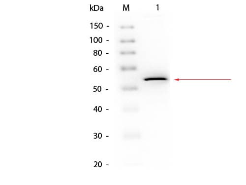 GK / Glycerol Kinase Antibody (Lyophilized, Biotin)