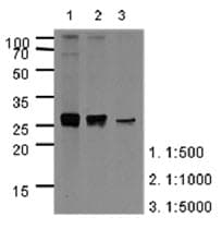 IHC-plus™ APOA1 / Apolipoprotein A 1 Antibody (clone AT1E12)