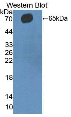 CD5 Antibody