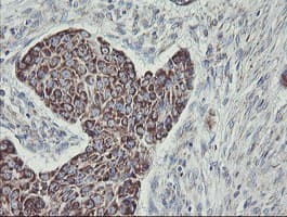 Monoclonal Mouse anti-Human C1orf151 Antibody (clone 4H7, Carrier-free, IHC, WB)