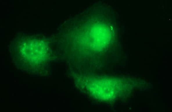 PAAF1 Antibody (clone OTI1F11)