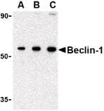 PathPlus™ BECN1 / Beclin-1 Antibody