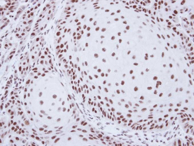SART1 Antibody (aa137-447)