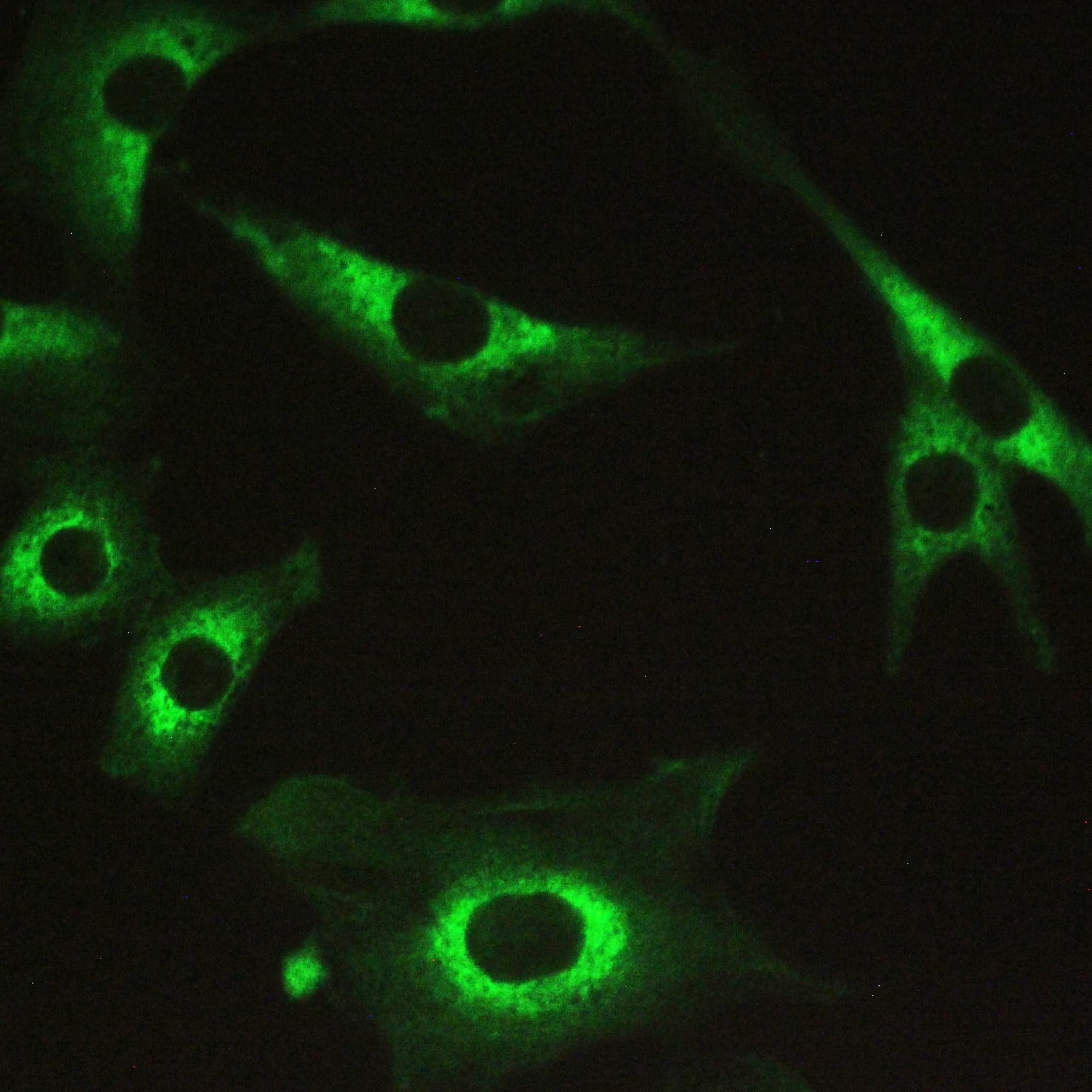 PPP1R12A / MYPT1 Antibody (aa1-40)