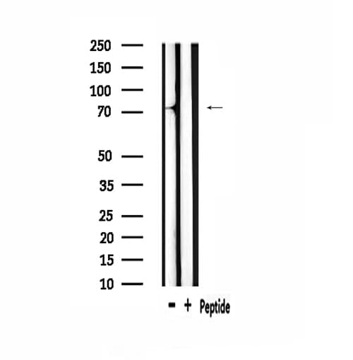 MYBL1 / A-MYB Antibody