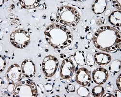 ID3 Antibody (clone OTI7B6)