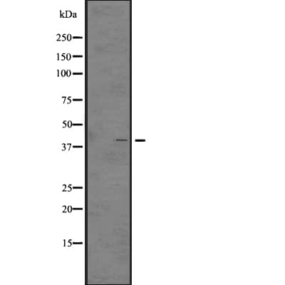 Polyclonal Rabbit anti-Human GHSR / Ghrelin Receptor Antibody (IF, WB)