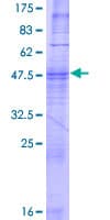 Human OR52E4 Protein (Recombinant GST)