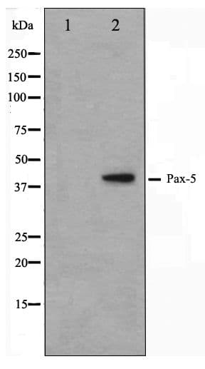 PAX5 Antibody