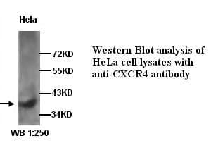 IHC-plus™ CXCR4 Antibody (N-Terminus)