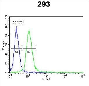AIFM1 / AIF / PDCD8 Antibody (aa70-98)