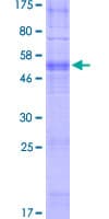 Human OR14A16 Protein (Recombinant GST)