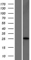 Human CLDN25 / Caludin 25 Protein (Over-Expression Lysate Myc-DDK (Flag))
