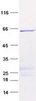 Human FUT3 Protein (Recombinant GST, N-terminus + His, C-terminus)