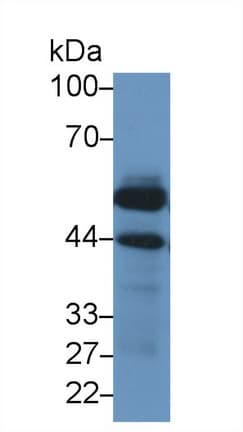 LCAT Antibody (aa290-433, Cy3)