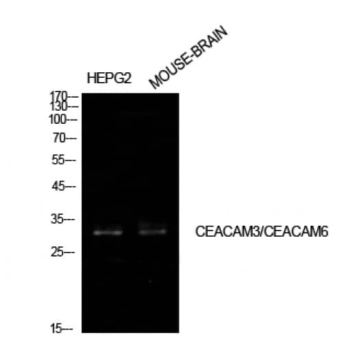 CD66c + CD66d Antibody (31-80 aa, Internal)