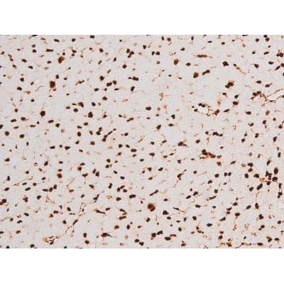 REL / C-Rel Antibody (phospho-Ser503)