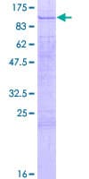 Human PAXIP1 / PTIP Protein (Recombinant GST)