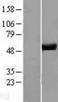 ATP6V1H Protein (Over-Expression Lysate Myc-DDK (Flag))