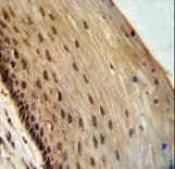 SPDYE3 Antibody (aa455-483)