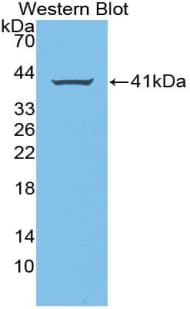 AREG / Amphiregulin Antibody (aa20-100, PE)